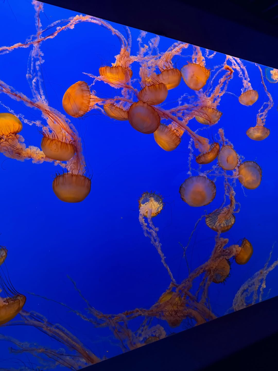 อิ๊งค์ - ภัทรานิษฐ์ วิริยะบำรุงกิจ