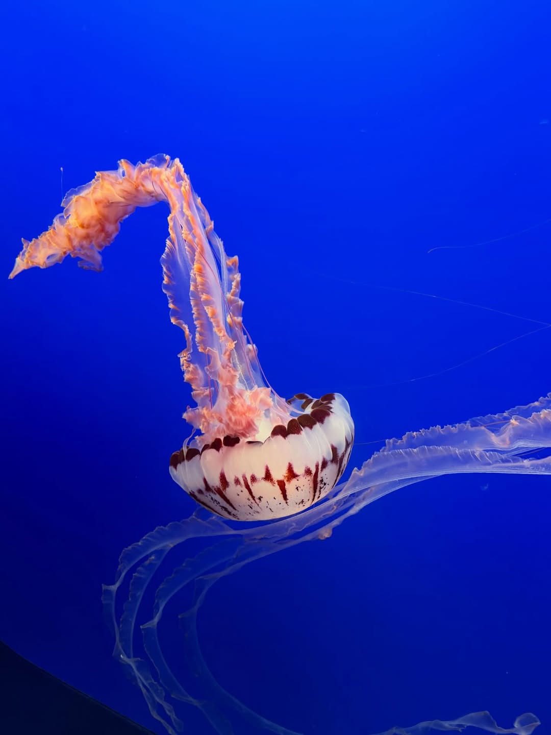 อิ๊งค์ - ภัทรานิษฐ์ วิริยะบำรุงกิจ