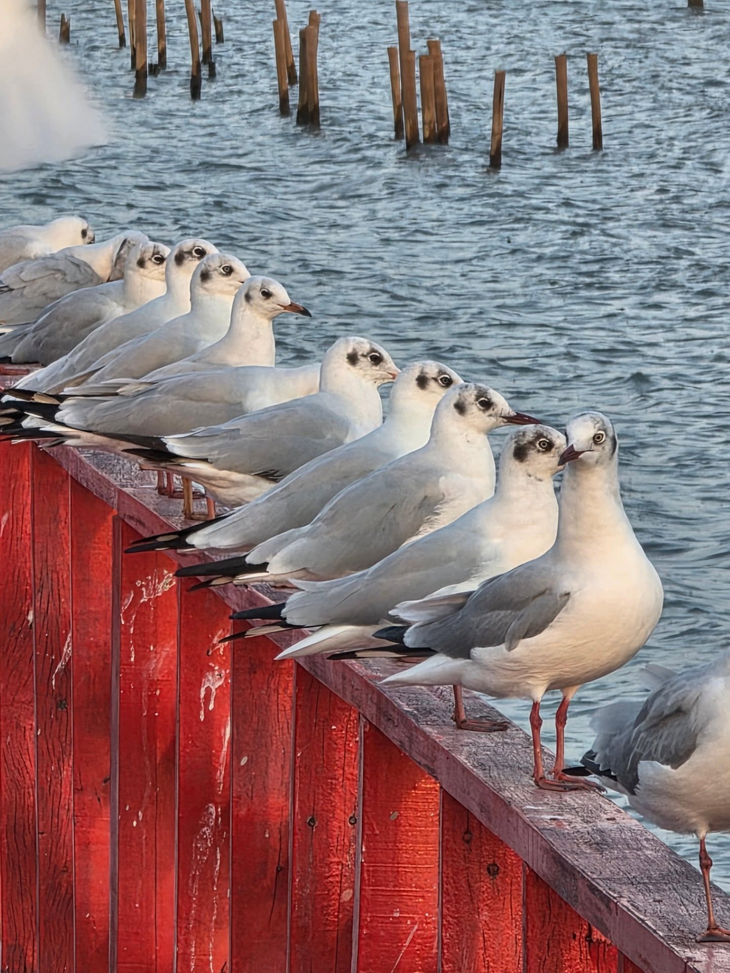 เต๋อ - ฉันทวิชช์ ธนะเสวี