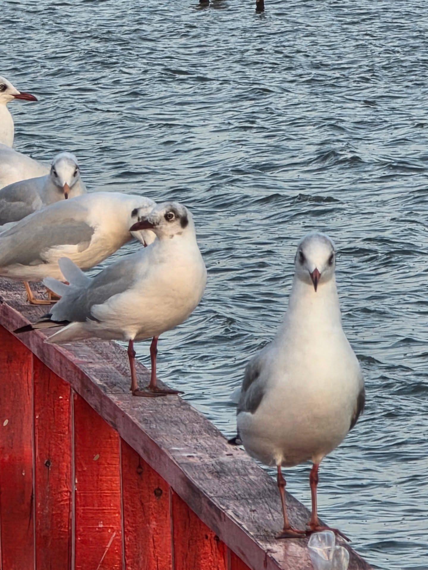 เต๋อ - ฉันทวิชช์ ธนะเสวี