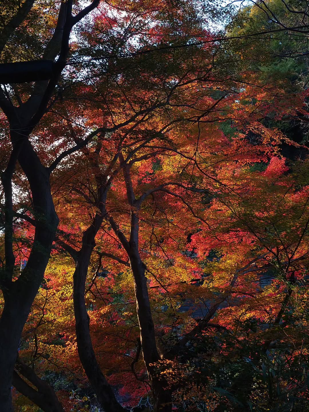 กันต์ ชุณหวัตร