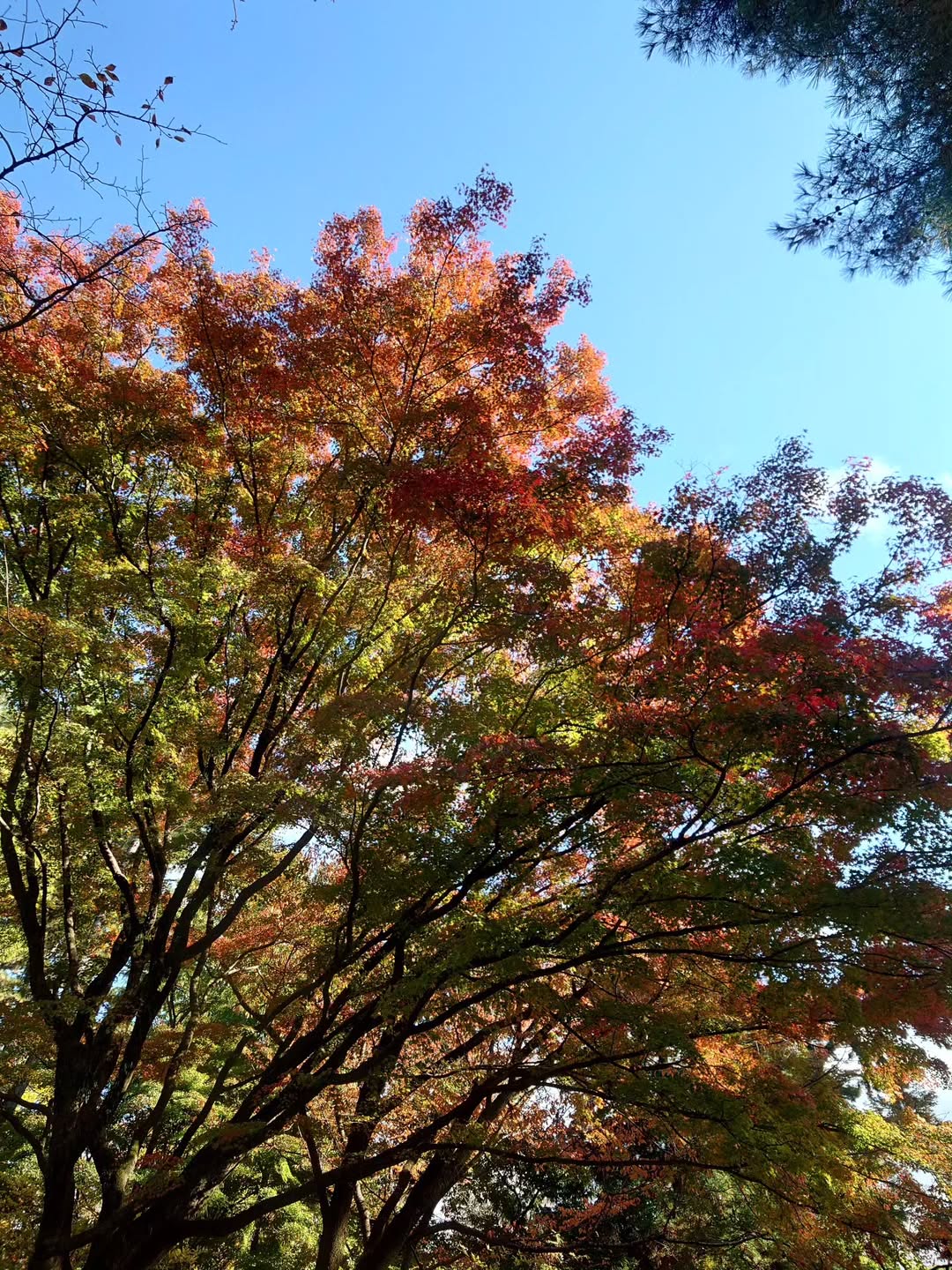 กันต์ ชุณหวัตร