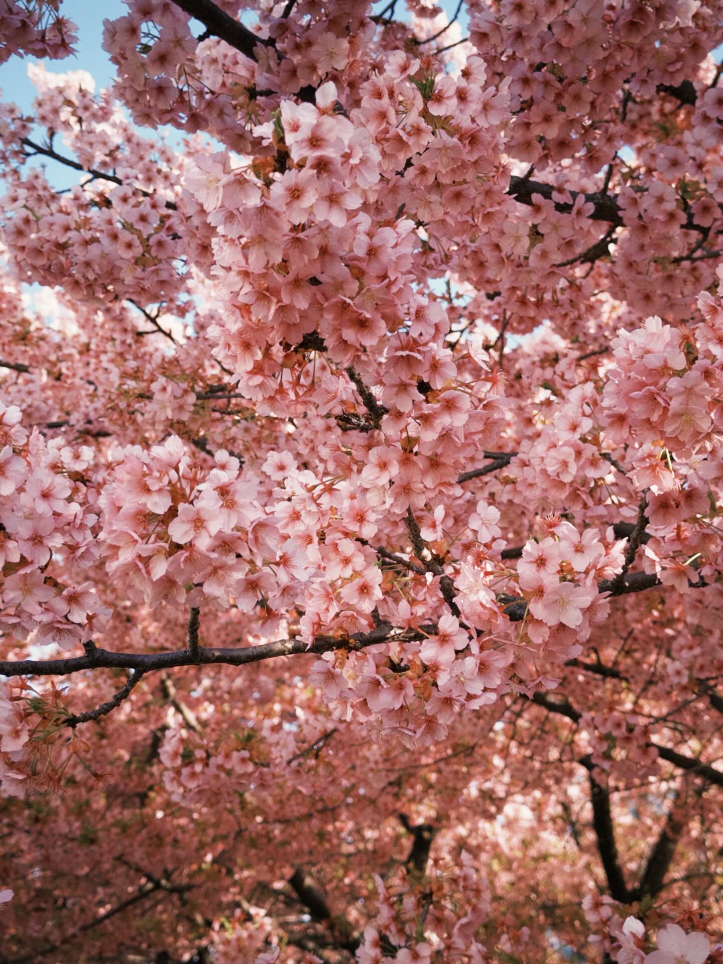 กันต์ ชุณหวัตร