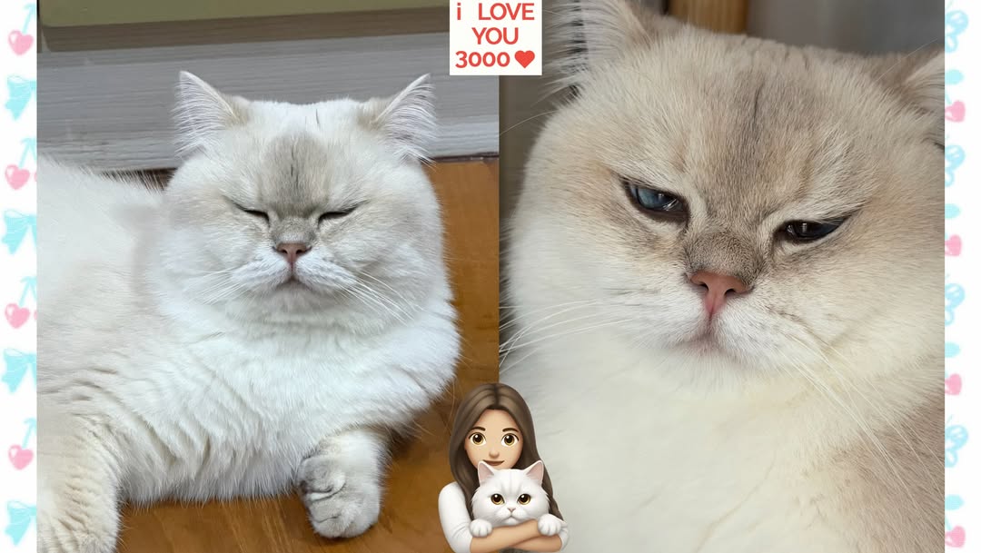 ฐิสา - วริฏฐิสา ลิ้มธรรมมหิศร