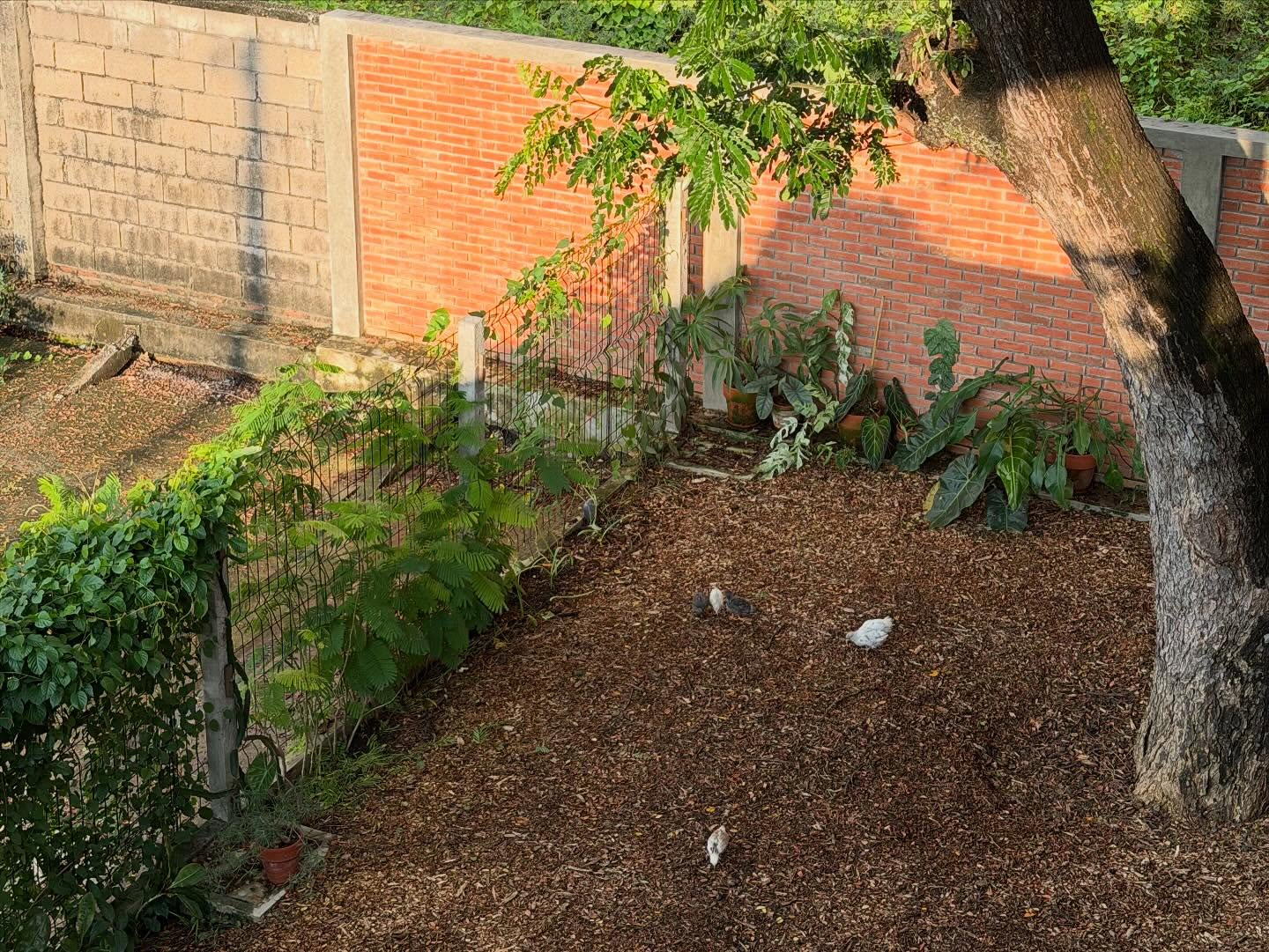 แก๊ป - ธนเวทย์ สิริวัฒน์ธนกุล