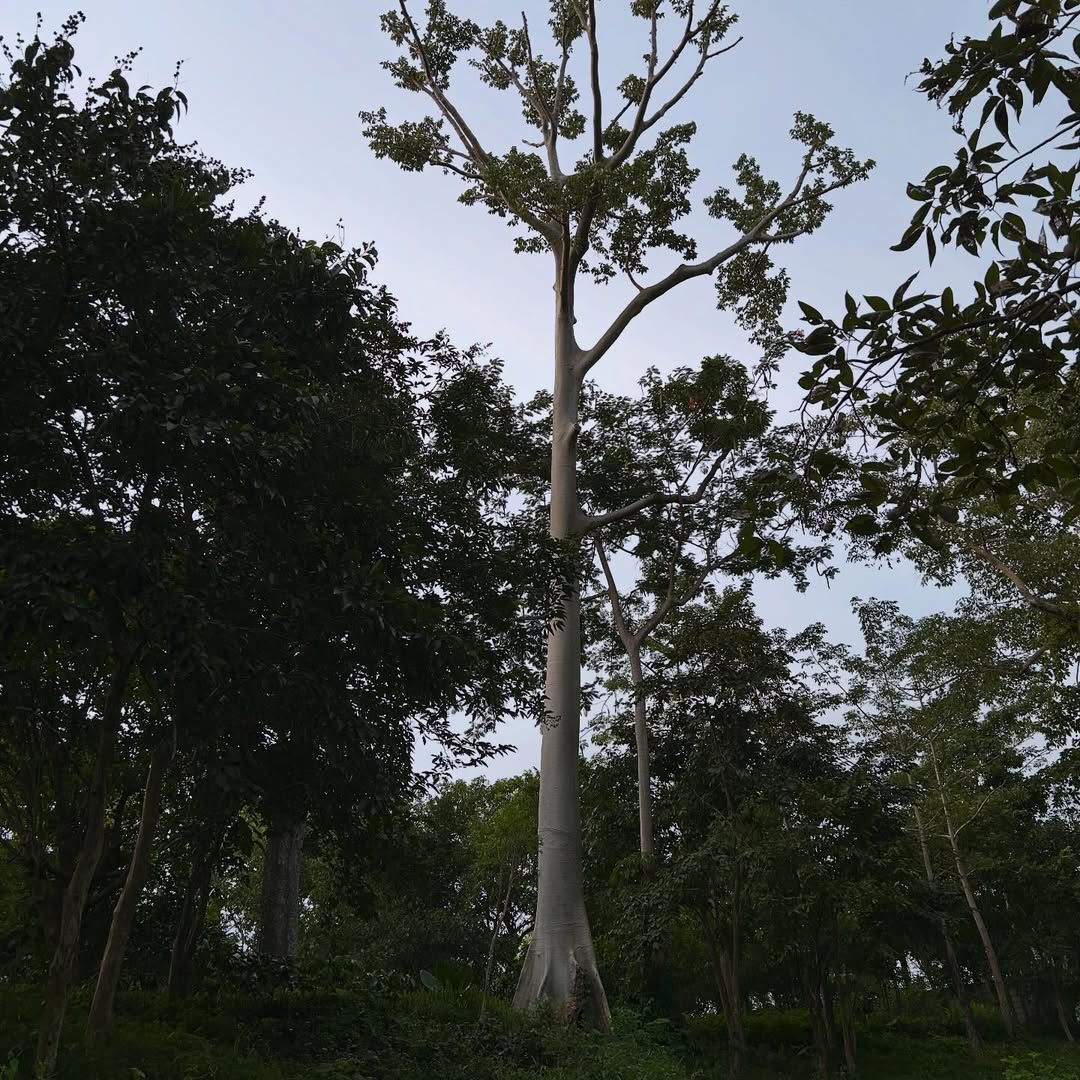 แก๊ป - ธนเวทย์ สิริวัฒน์ธนกุล