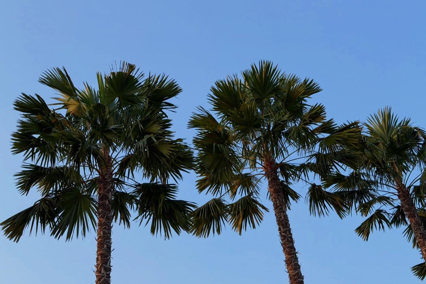 แก๊ป - ธนเวทย์ สิริวัฒน์ธนกุล