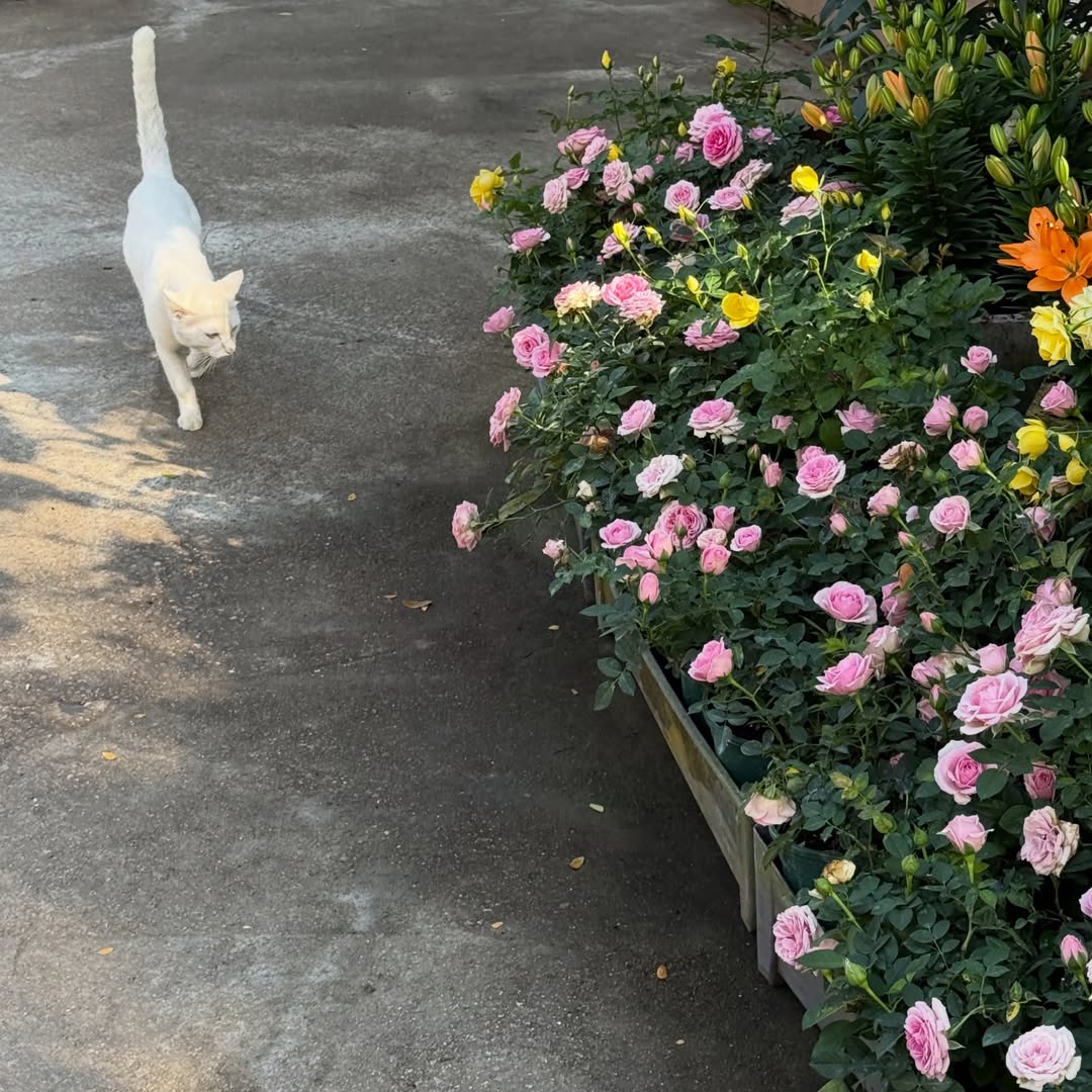 มิ้ลค์ - พรรษา วอสเบียน