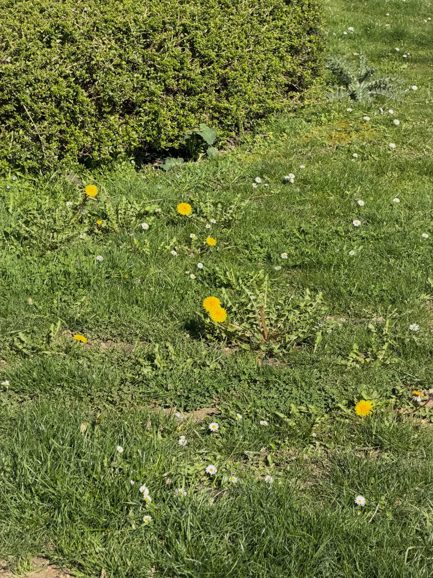 มิ้ลค์ - พรรษา วอสเบียน