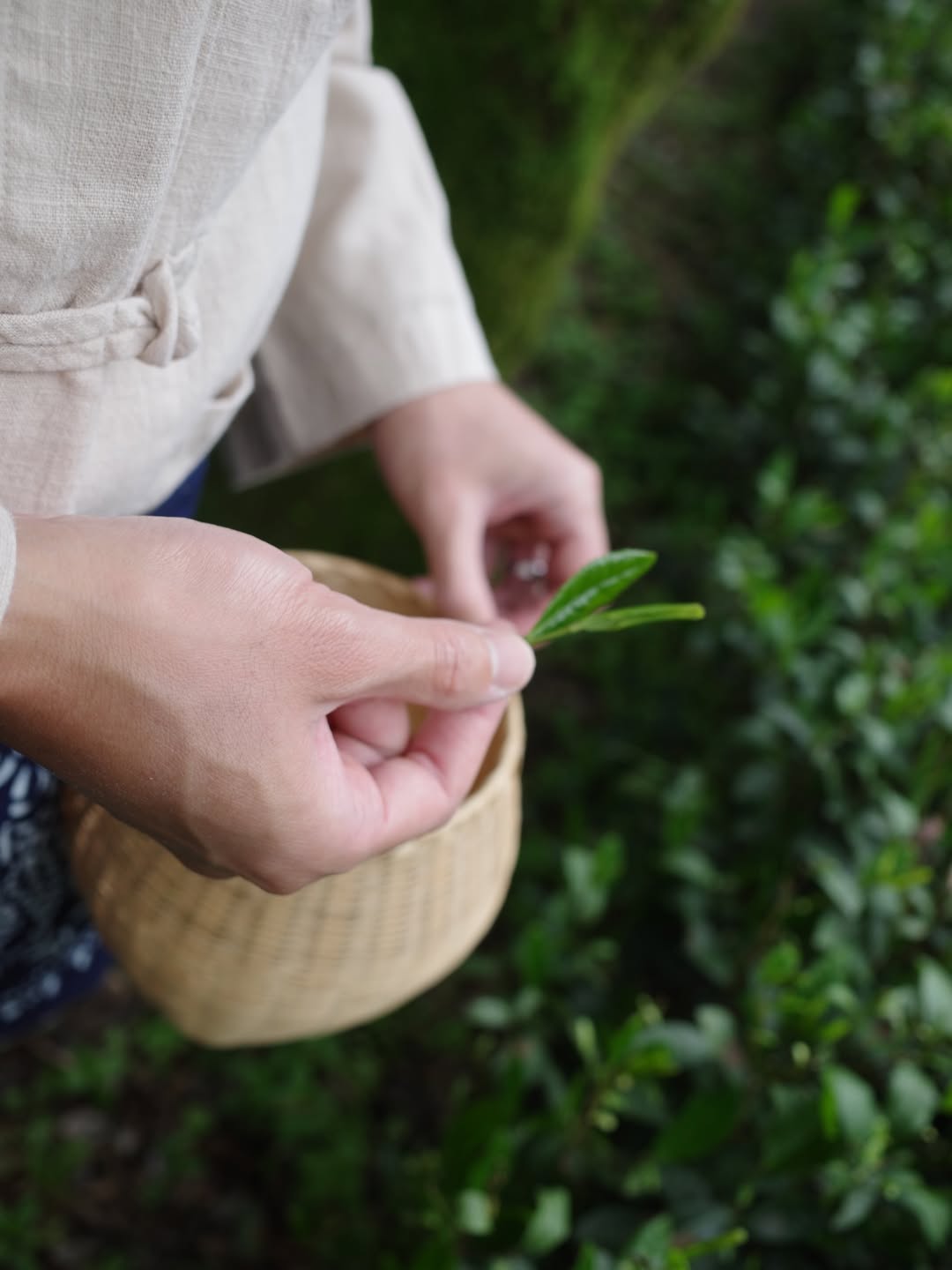 แต้ว - ณฐพร เตมีรักษ์