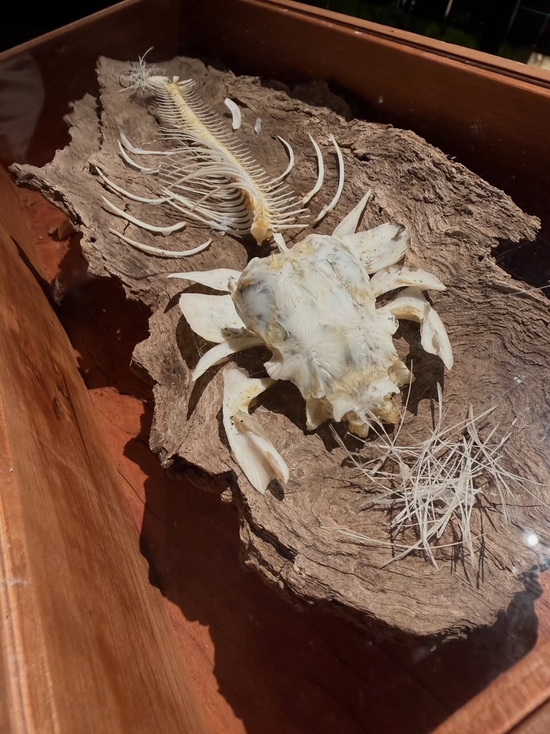 แต้ว - ณฐพร เตมีรักษ์