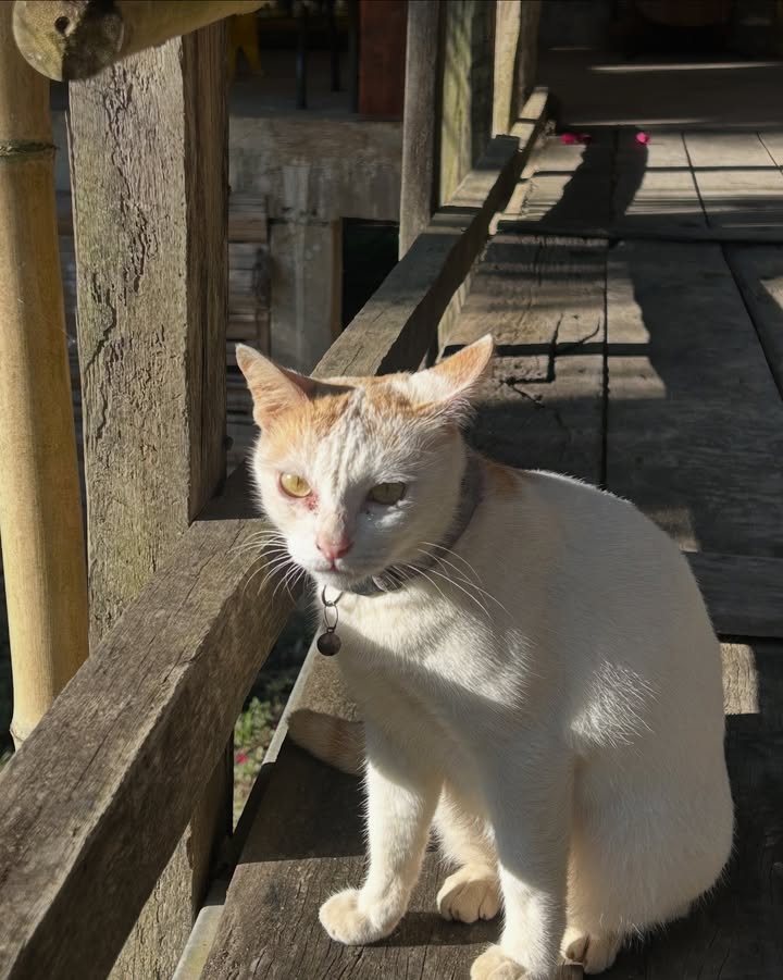 แพรว - เฌอมาวีร์ สุวรรณภานุโชค