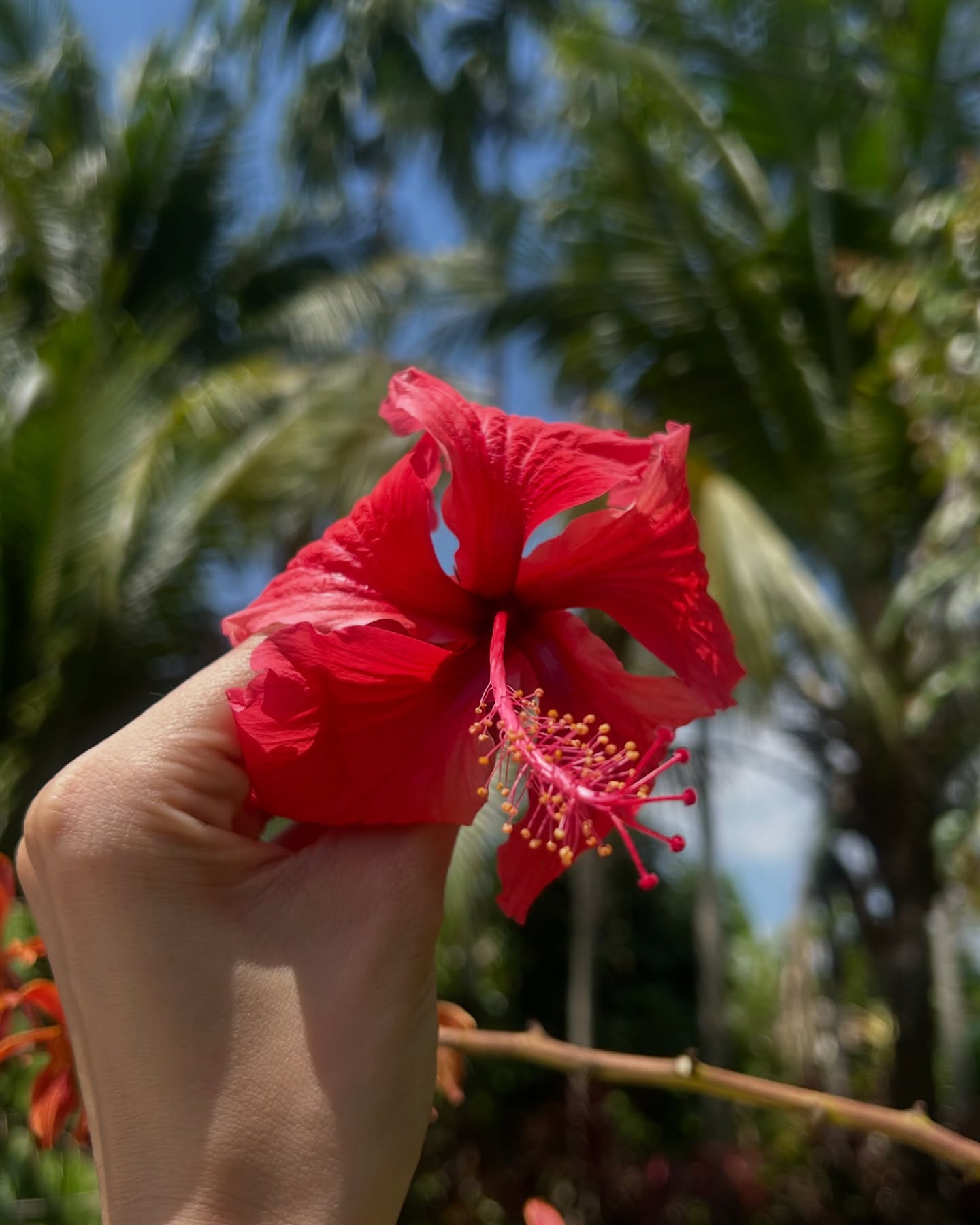 แพรว - เฌอมาวีร์ สุวรรณภานุโชค