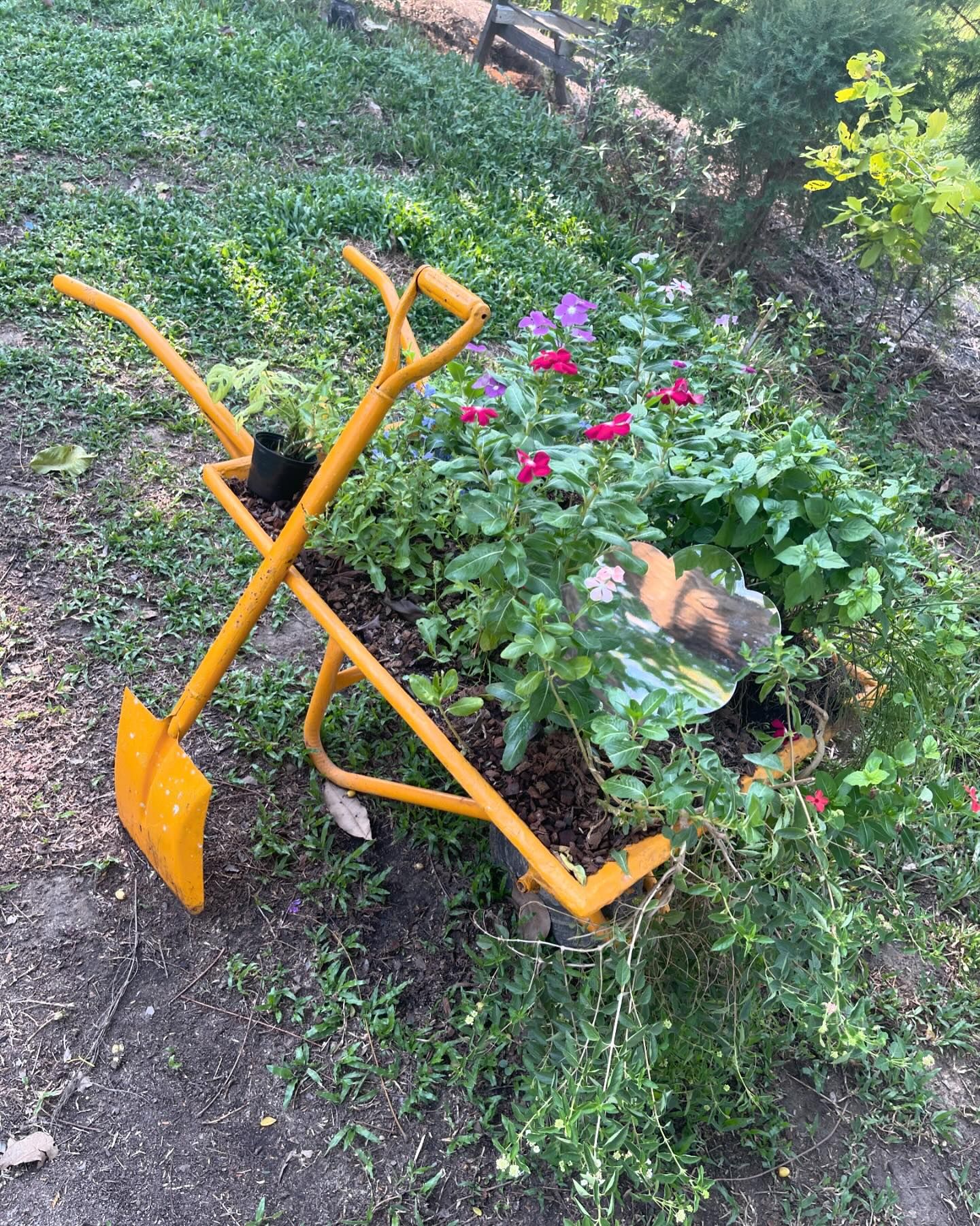 ฮาน่า ลีวิส