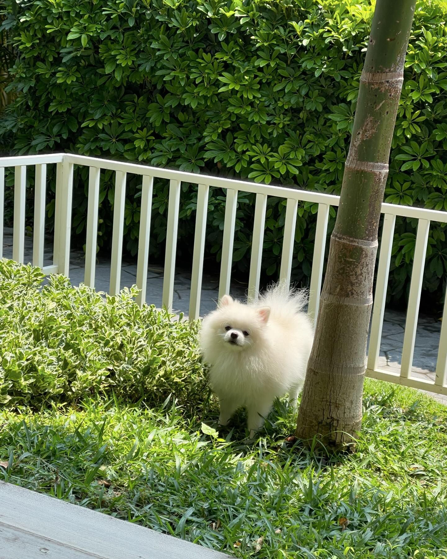 ฮาน่า ลีวิส