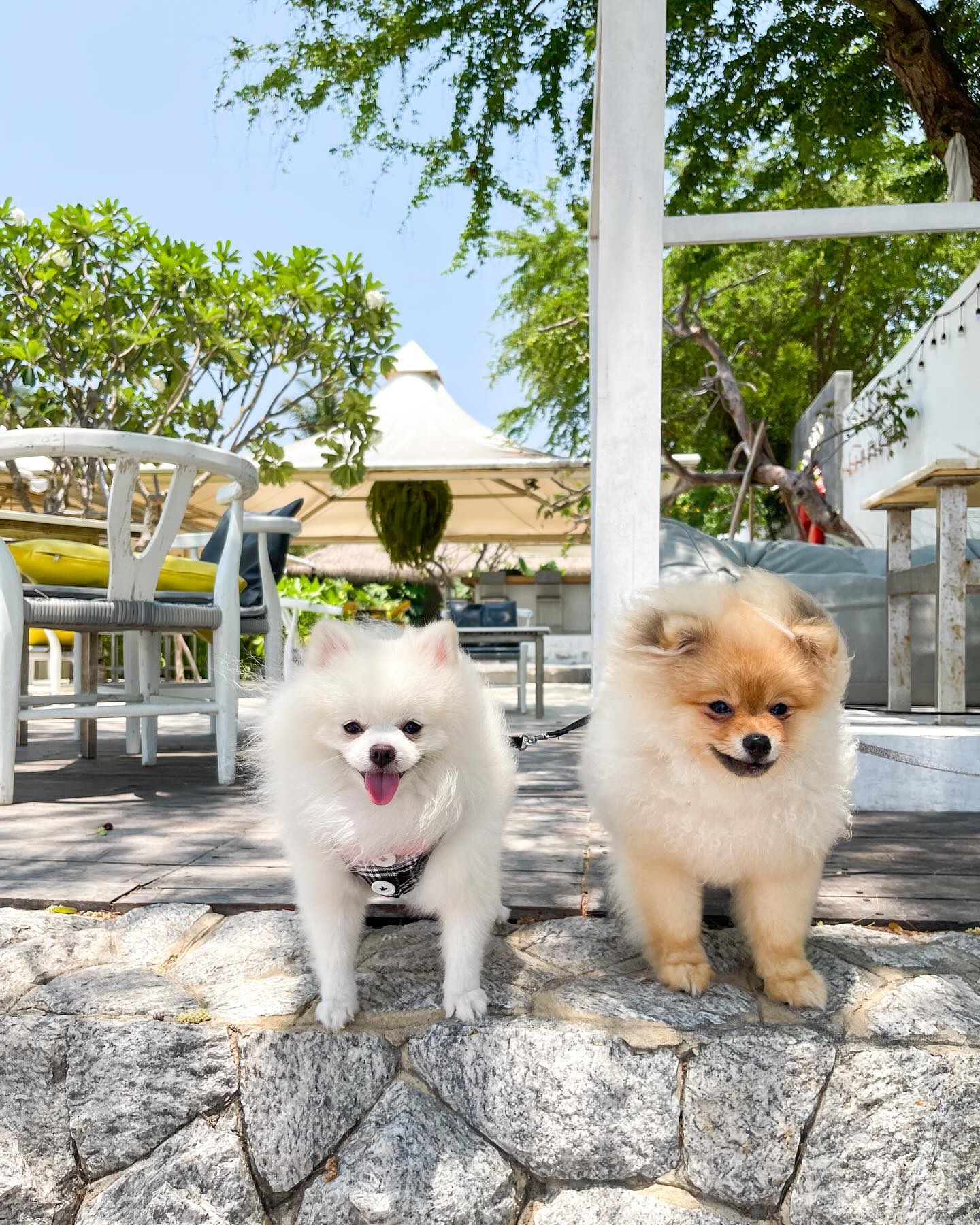 ฮาน่า ลีวิส