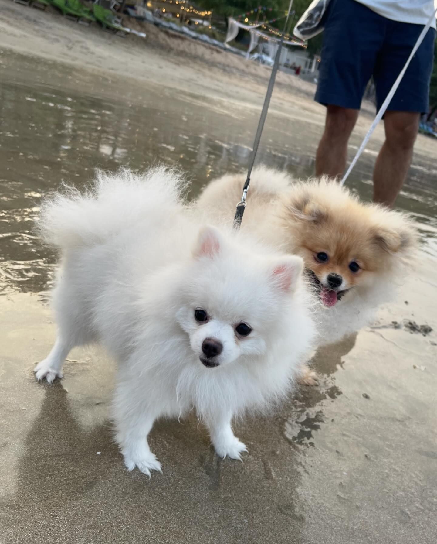 ฮาน่า ลีวิส