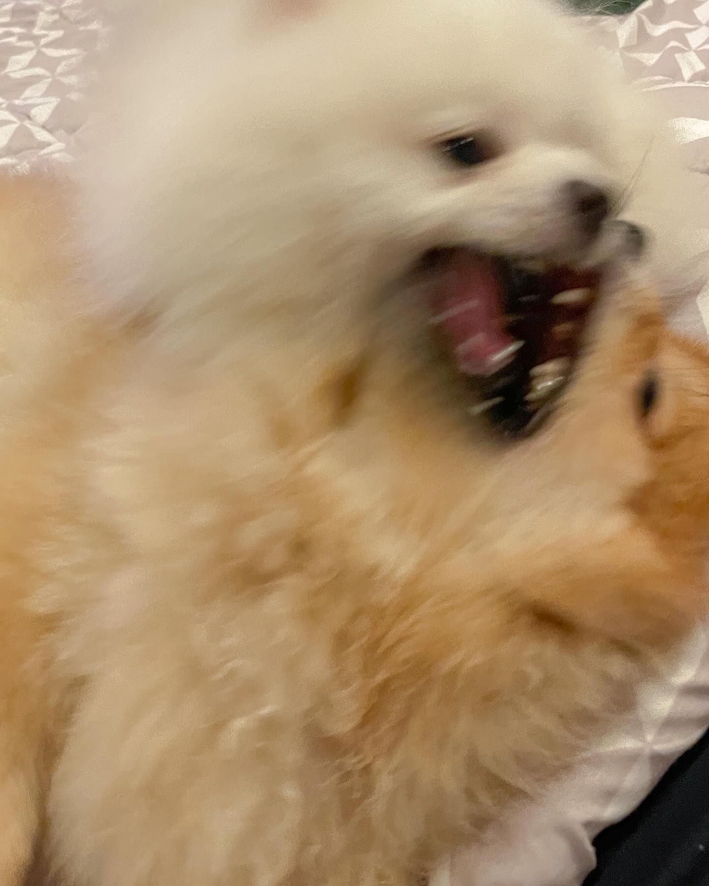 ฮาน่า ลีวิส
