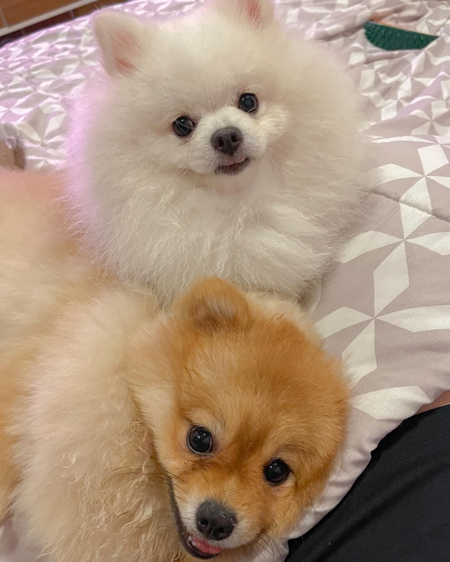 ฮาน่า ลีวิส