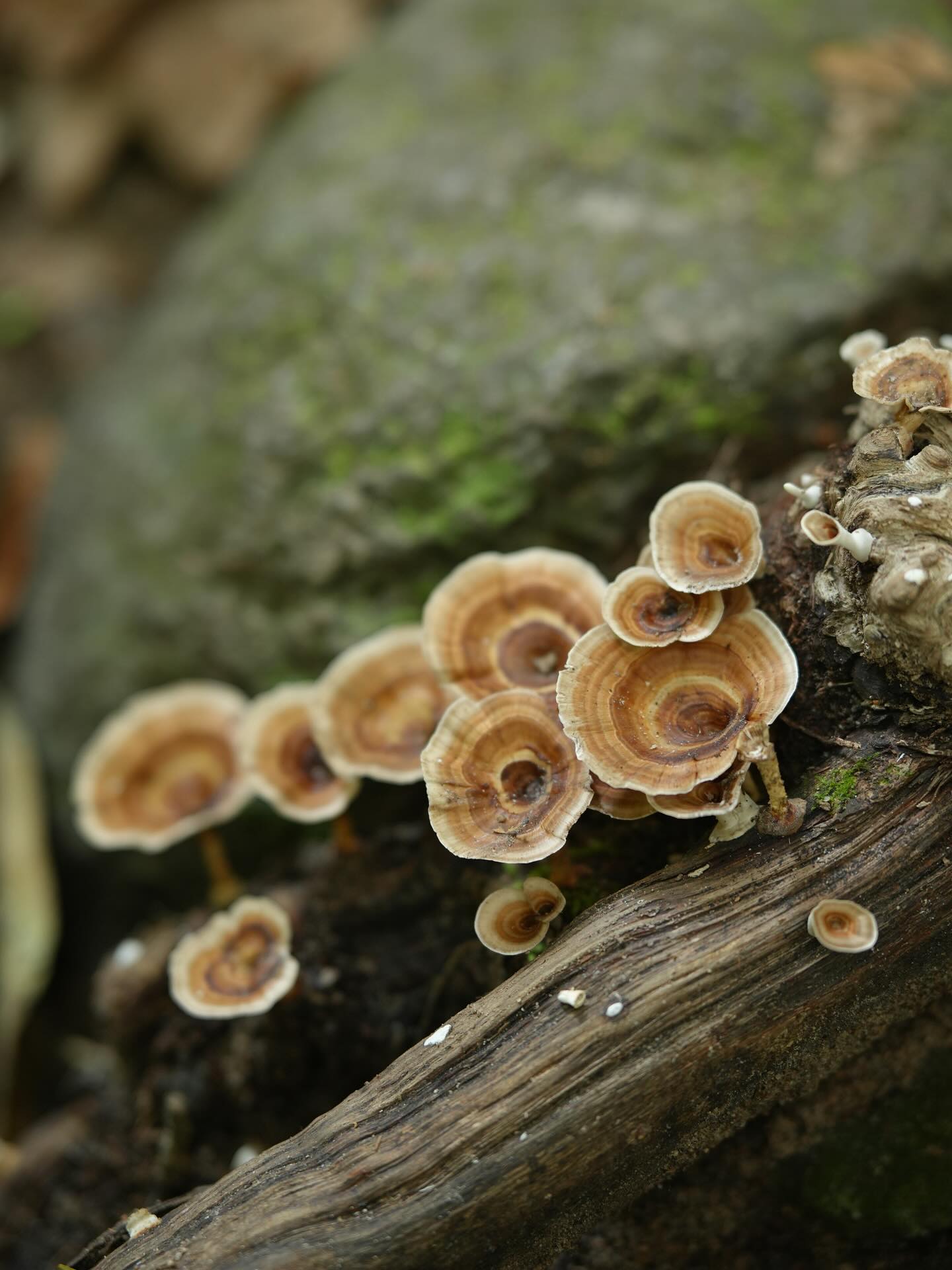 ฮาน่า ลีวิส