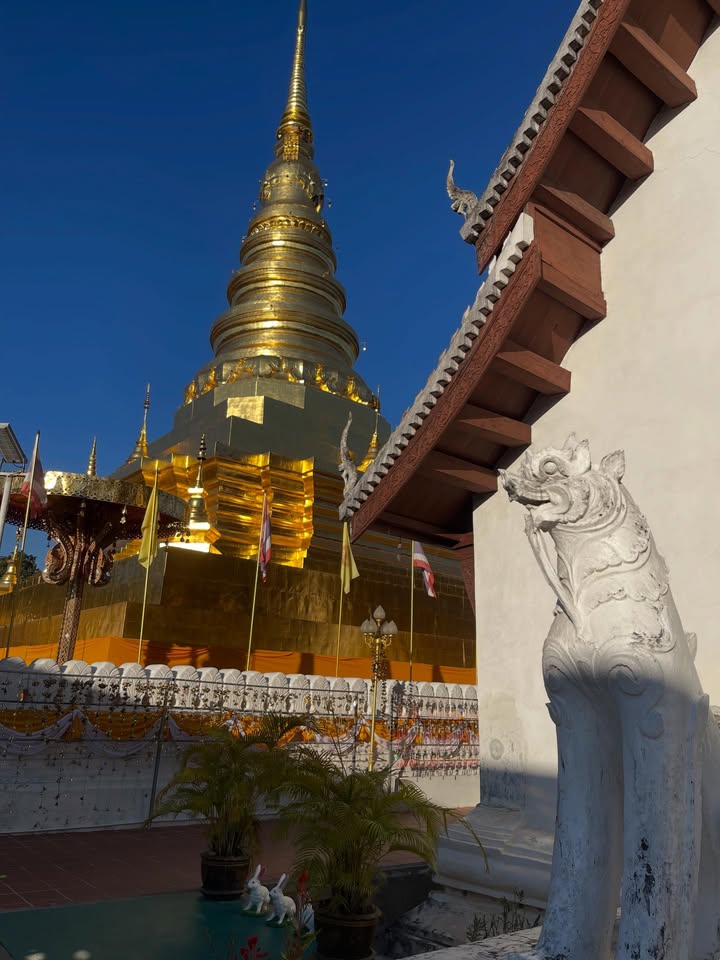 ฮาน่า ลีวิส