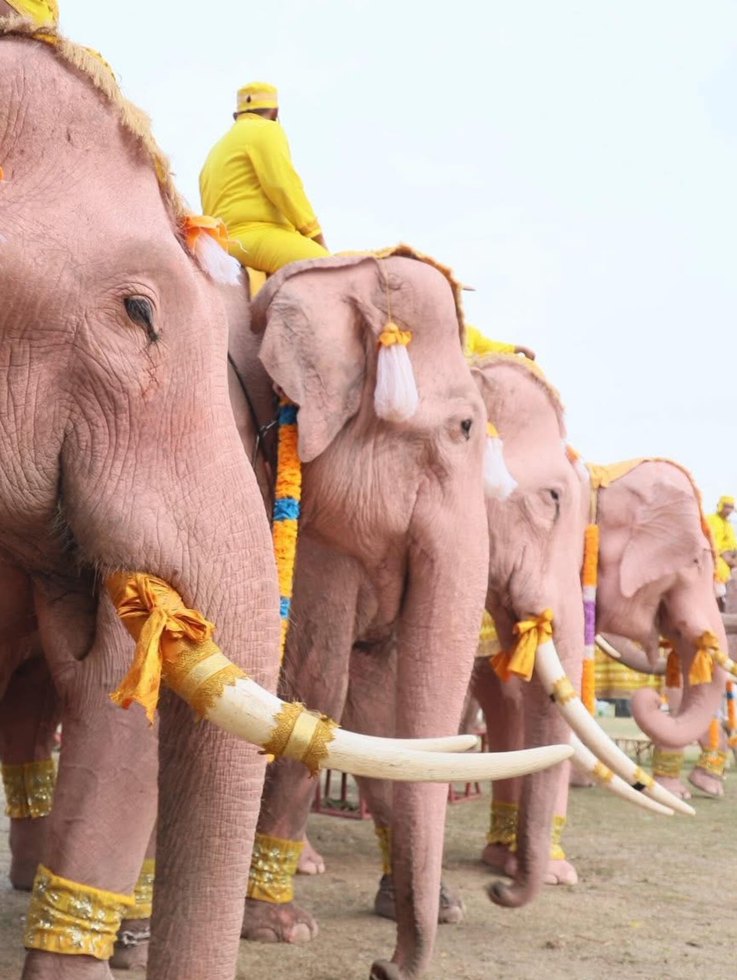 ฮาน่า ลีวิส