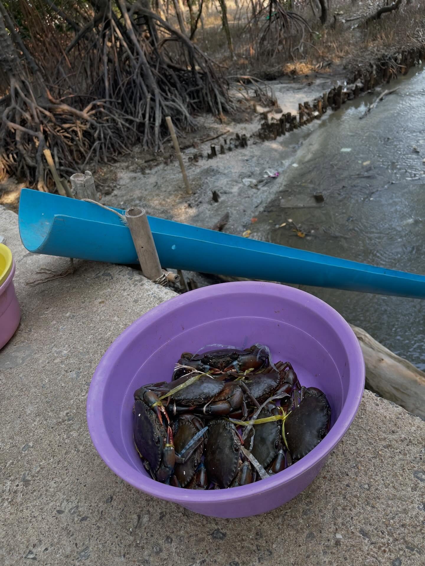 ฮาน่า ลีวิส