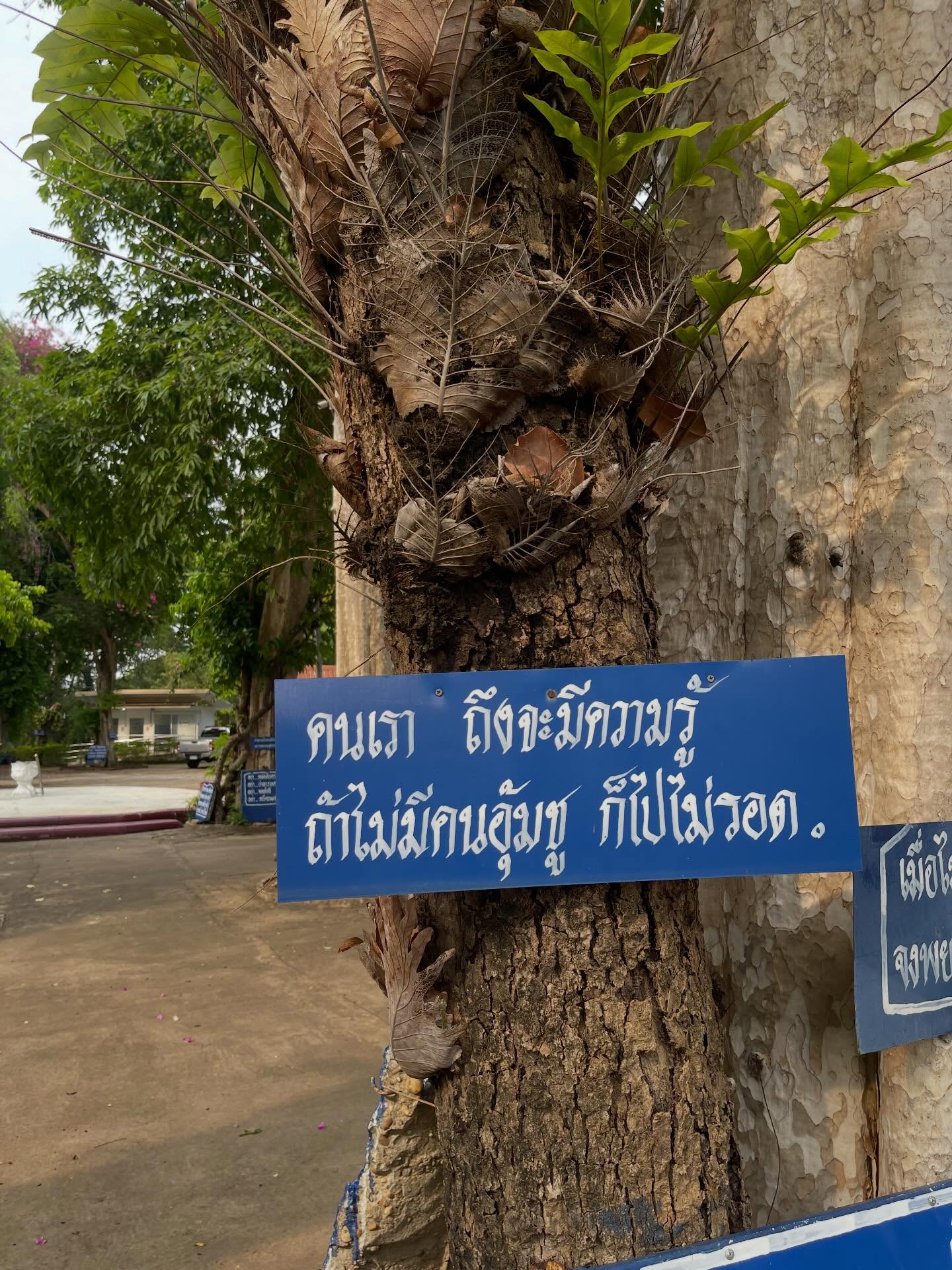 ฮาน่า ลีวิส