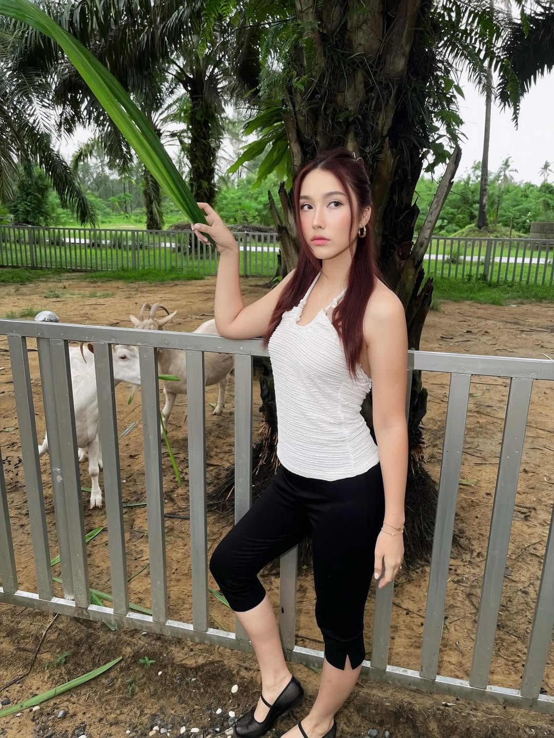 ฮาน่า ลีวิส