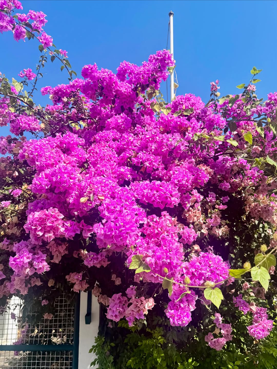 ซานิ - นิภาภรณ์ นิติธนการ