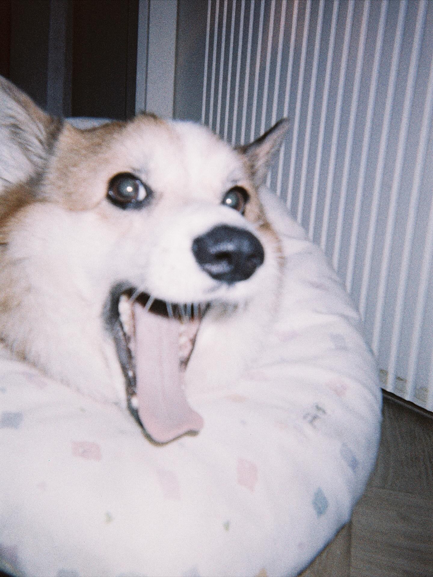 เบลล์ - เขมิศรา พลเดช