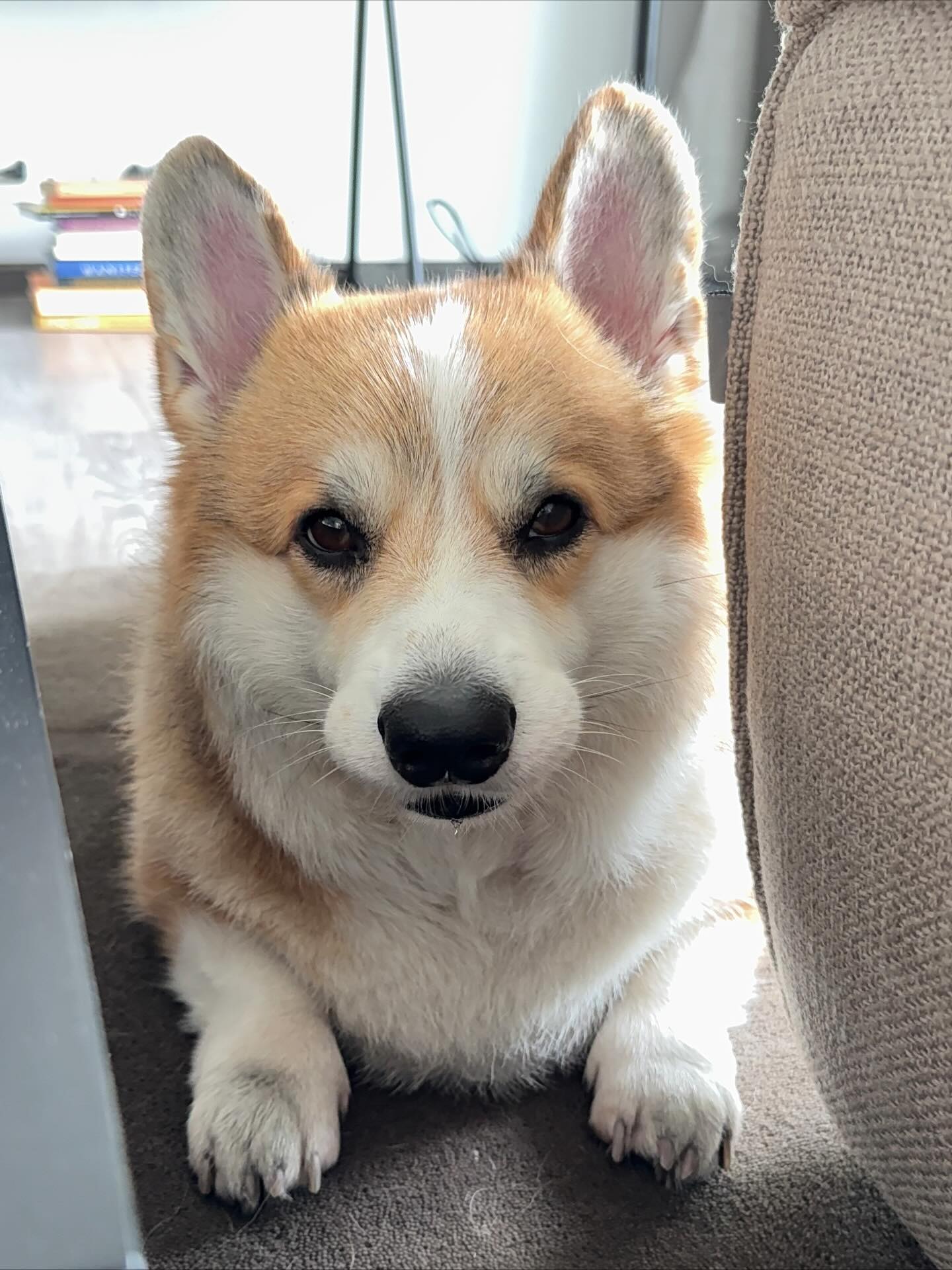 เบลล์ - เขมิศรา พลเดช