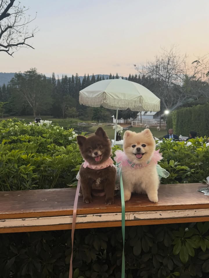 เบลล์ - เขมิศรา พลเดช