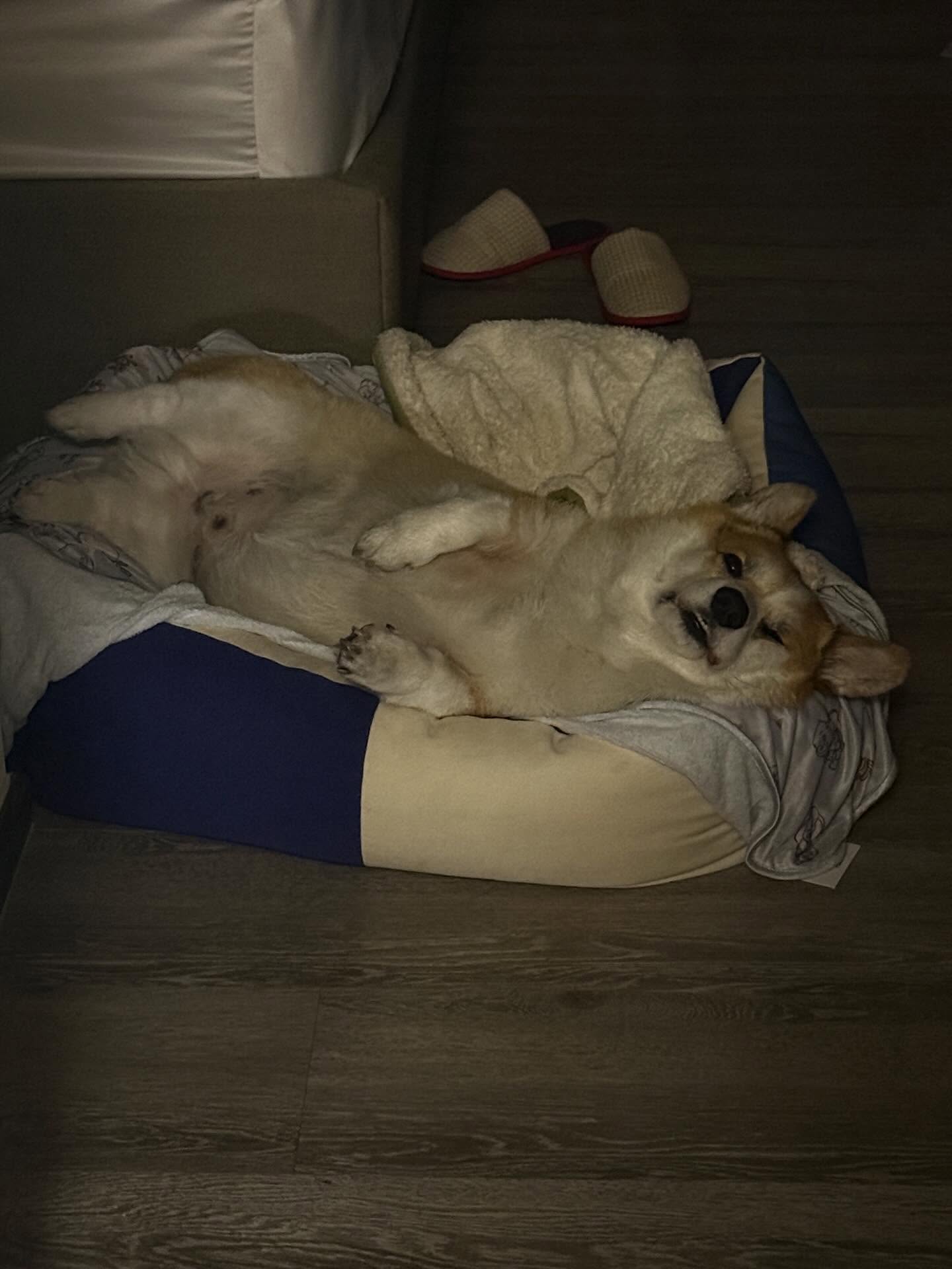 เบลล์ - เขมิศรา พลเดช