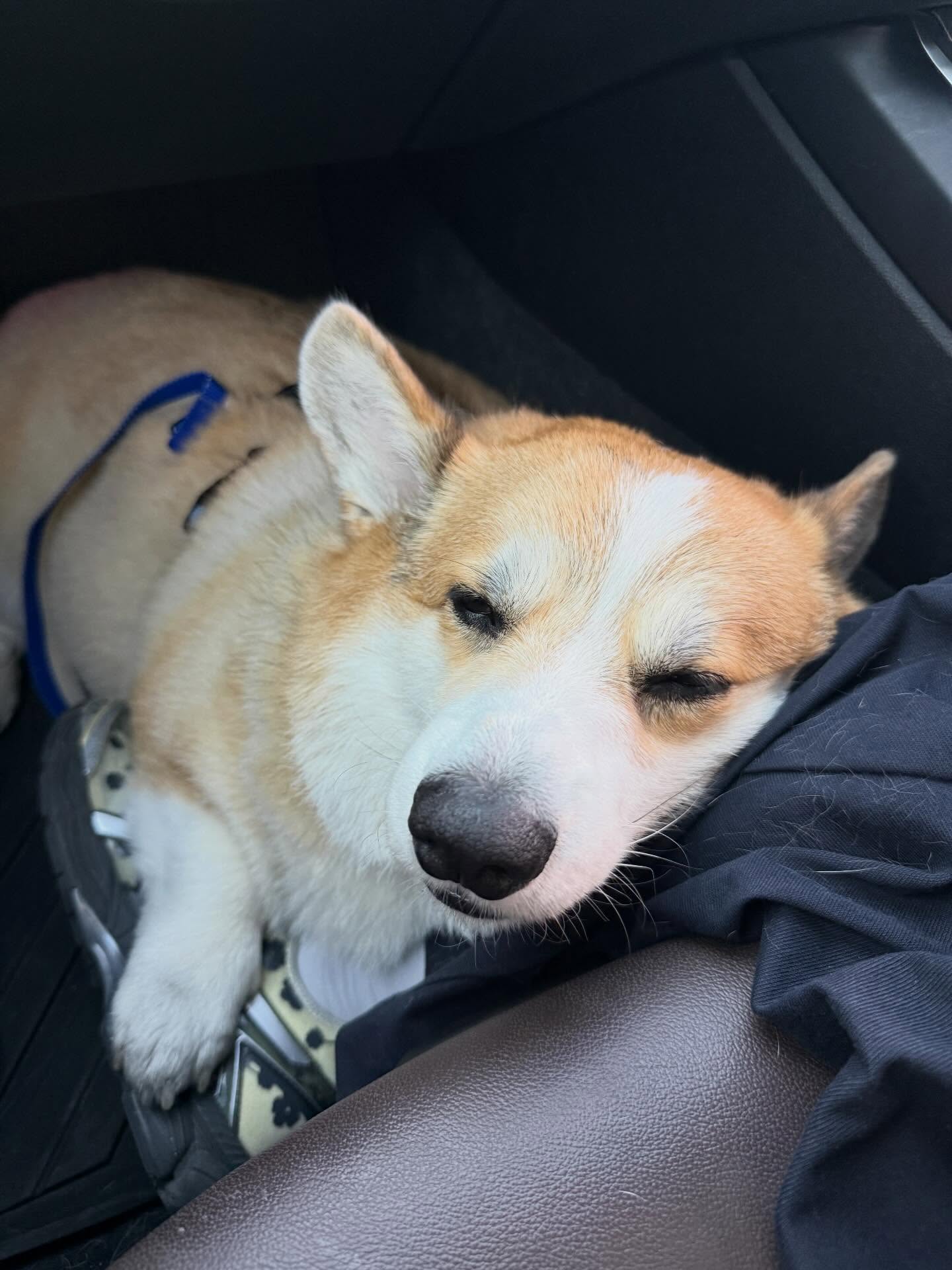 เบลล์ - เขมิศรา พลเดช