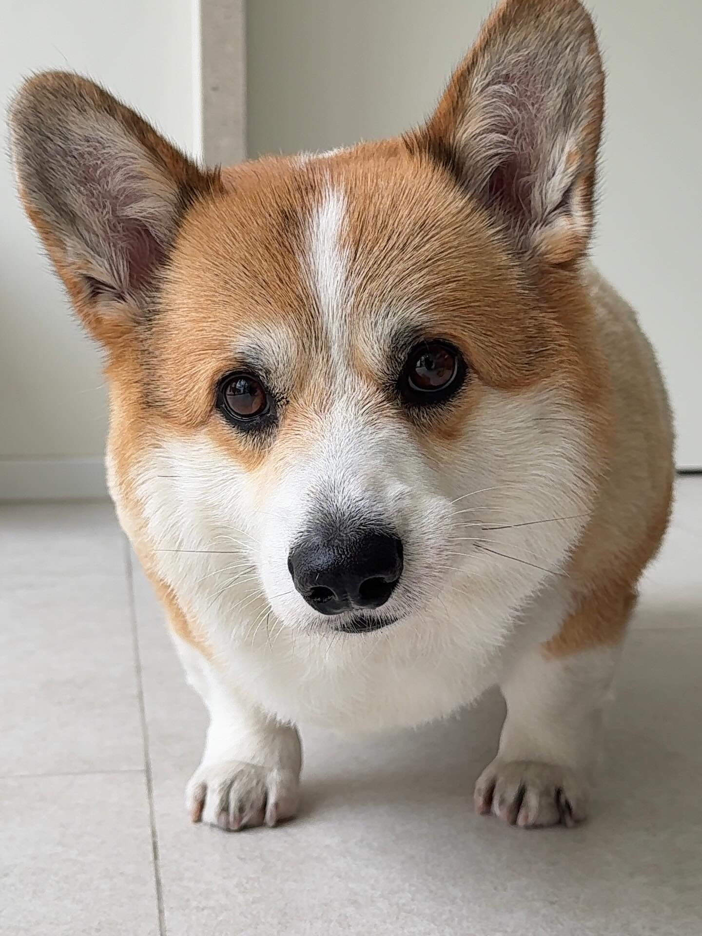 เบลล์ - เขมิศรา พลเดช