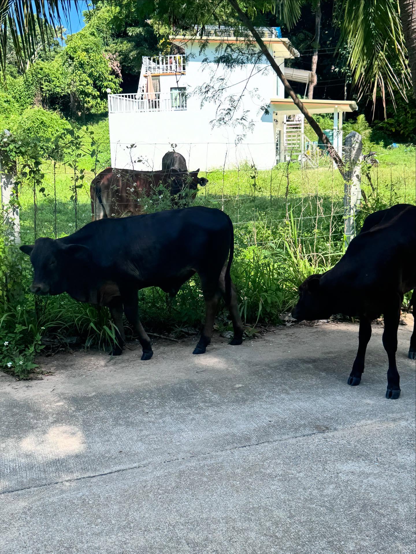 หลิน - มชณต สุวรรณมาศ