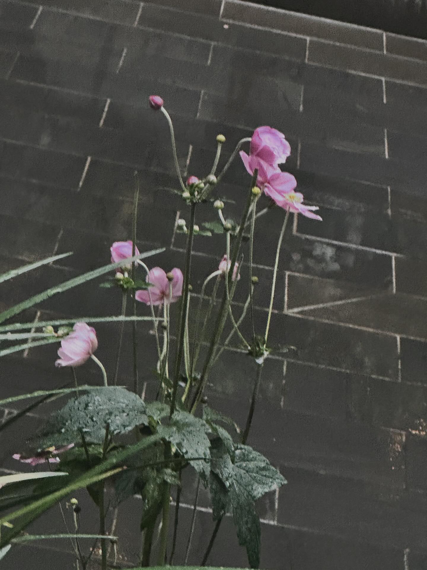 หลิน - มชณต สุวรรณมาศ