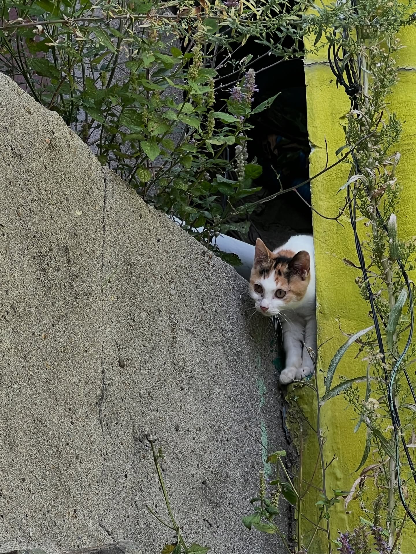 เอมี่ กลิ่นประทุม