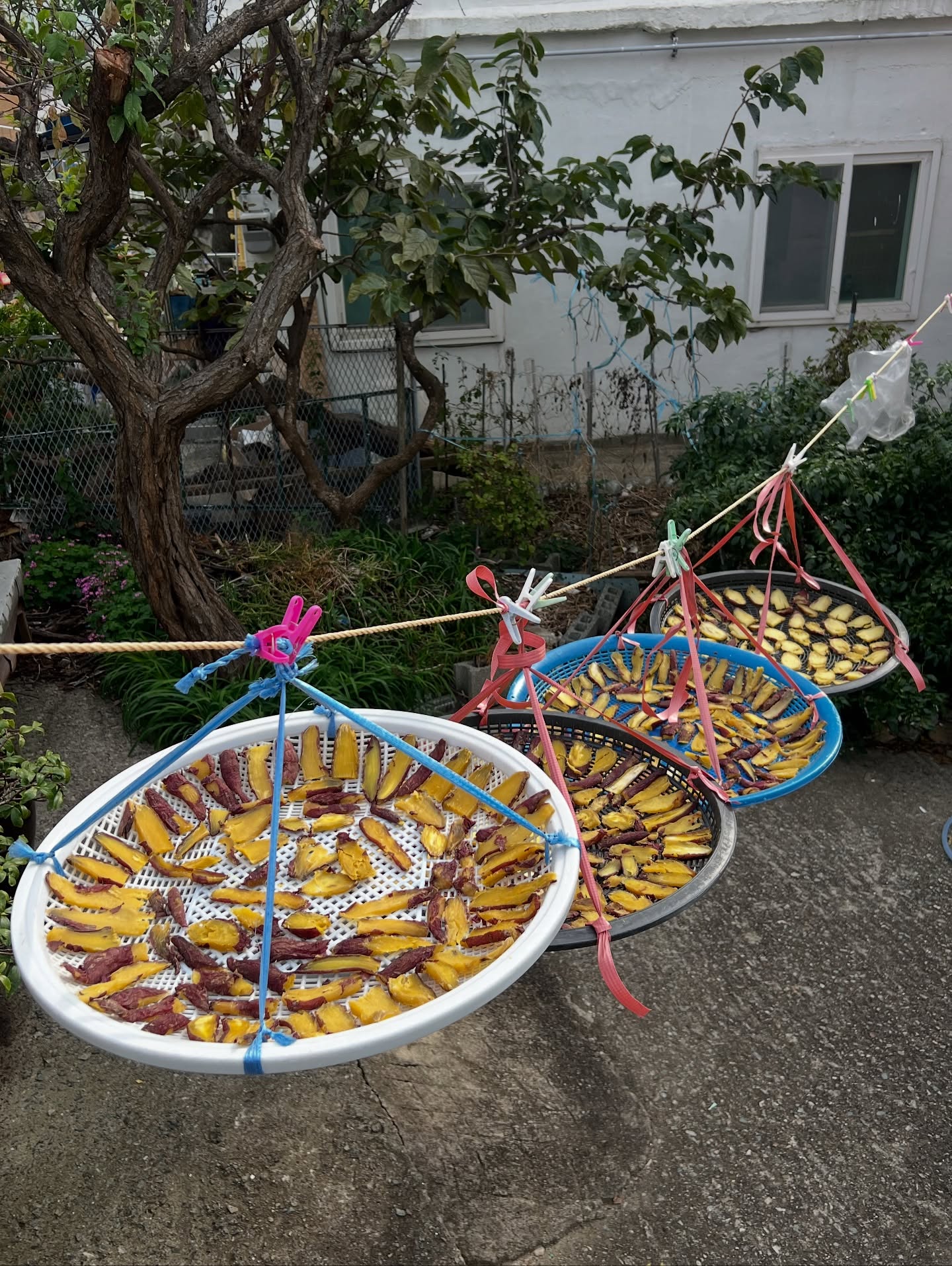 เอมี่ กลิ่นประทุม