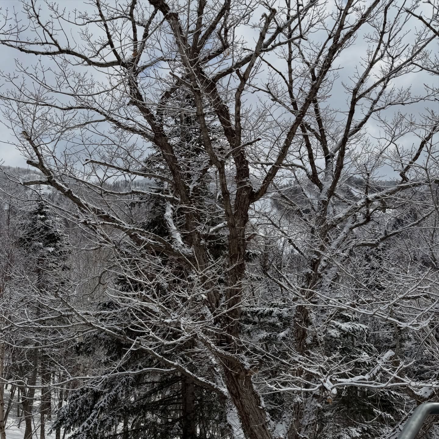 เอมี่ กลิ่นประทุม