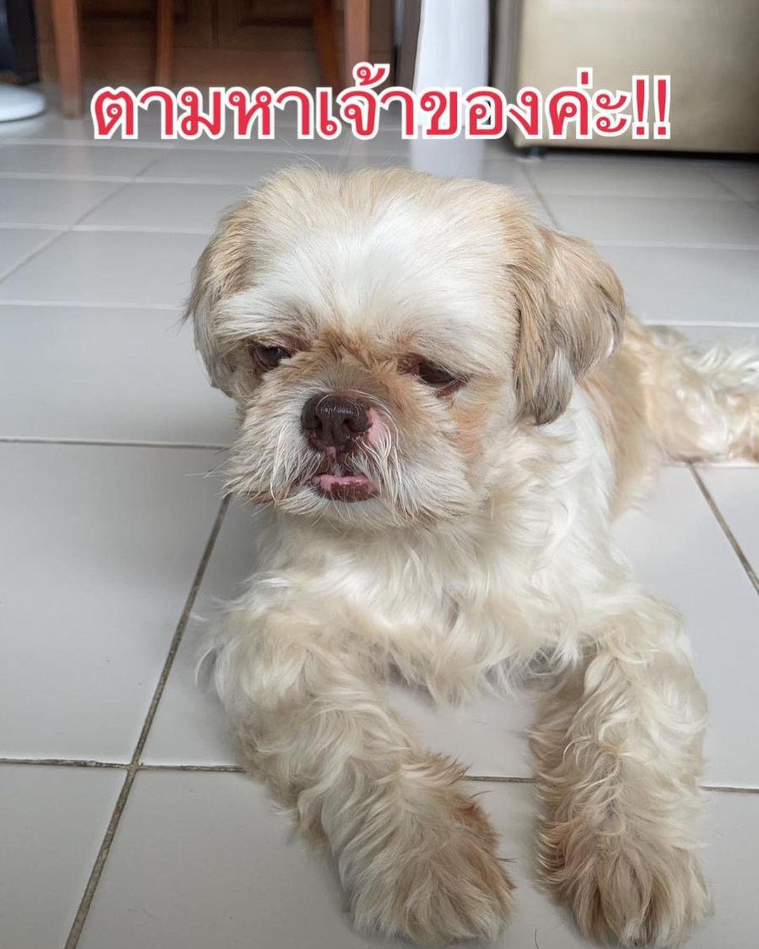 อั้ม - พัชราภา ไชยเชื้อ
