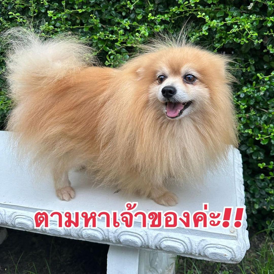 อั้ม - พัชราภา ไชยเชื้อ