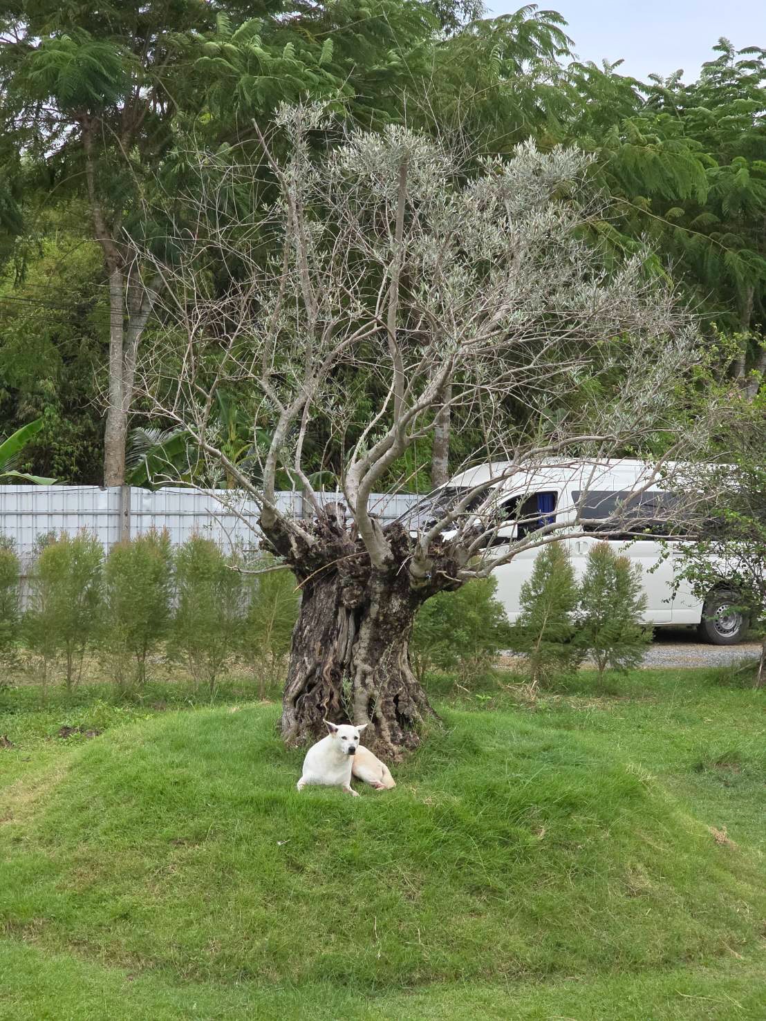 อั้ม - พัชราภา ไชยเชื้อ