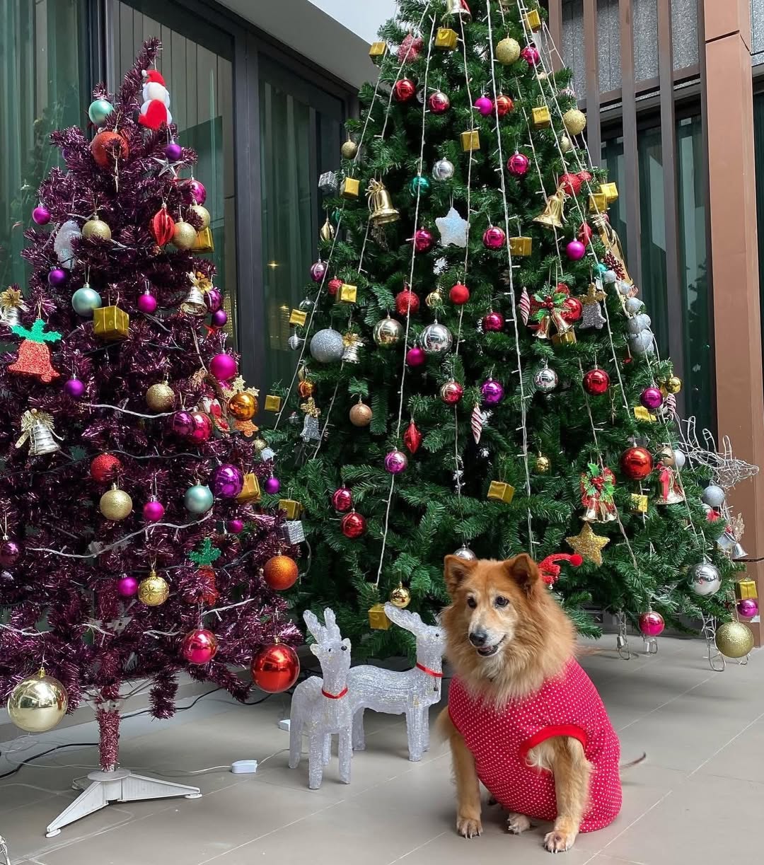 อั้ม - พัชราภา ไชยเชื้อ