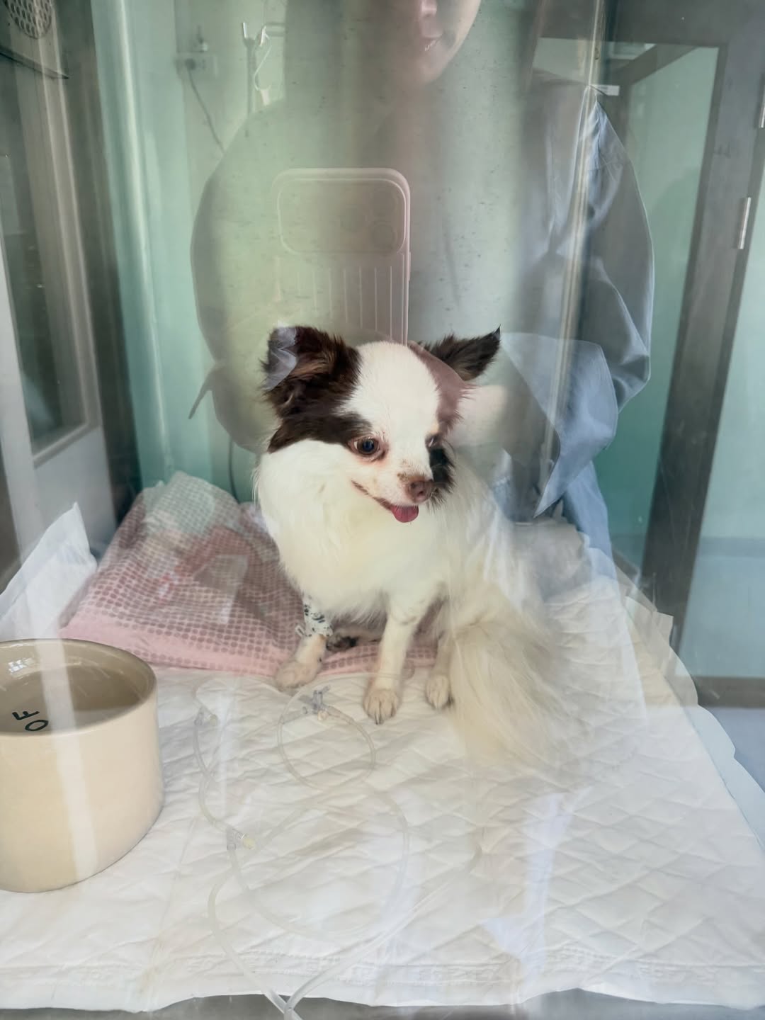 อั้ม - พัชราภา ไชยเชื้อ