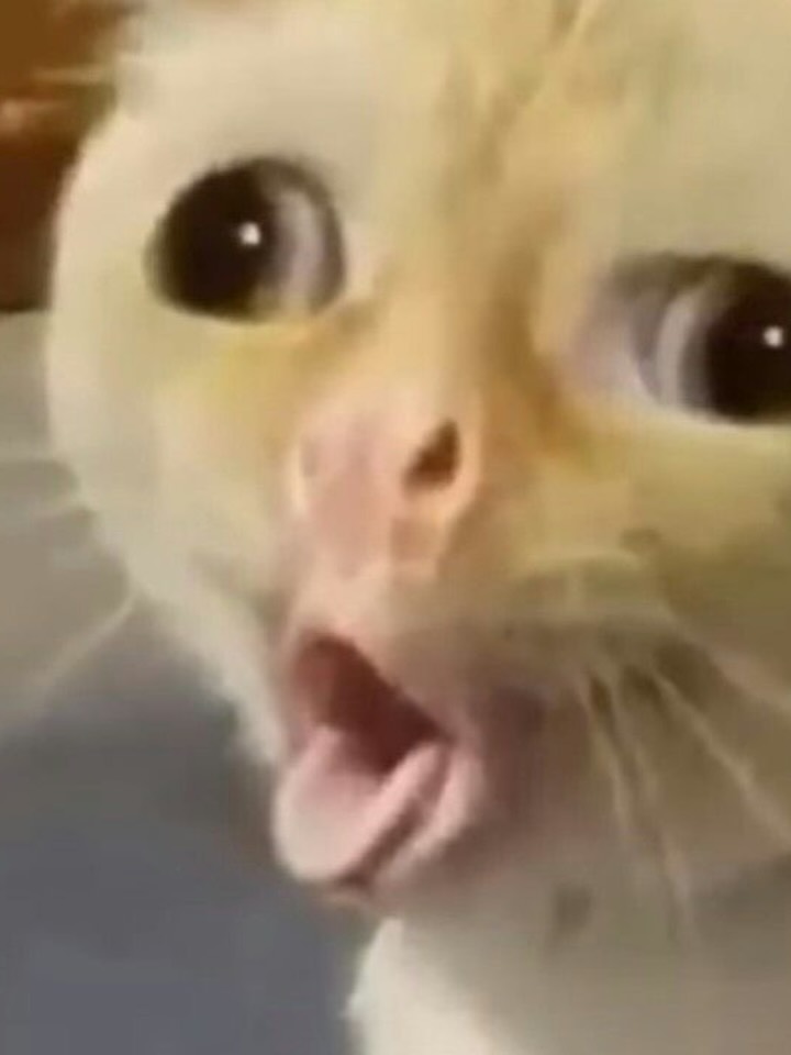 มีนา - ริณา ฉัตรอมรชัย