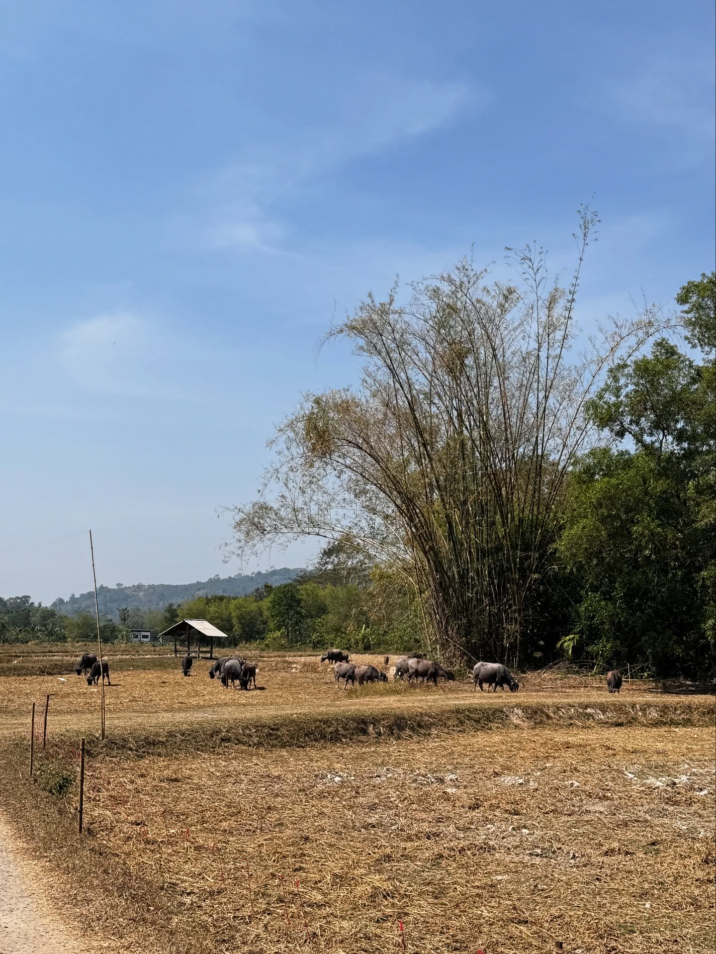 แพรวา - ณิชาภัทร ฉัตรชัยพลรัตน์