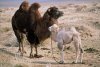 The Story of the Weeping Camel picture
