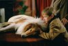 Lassie picture